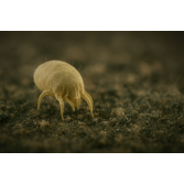 Pršice živijo v vaši postelji.