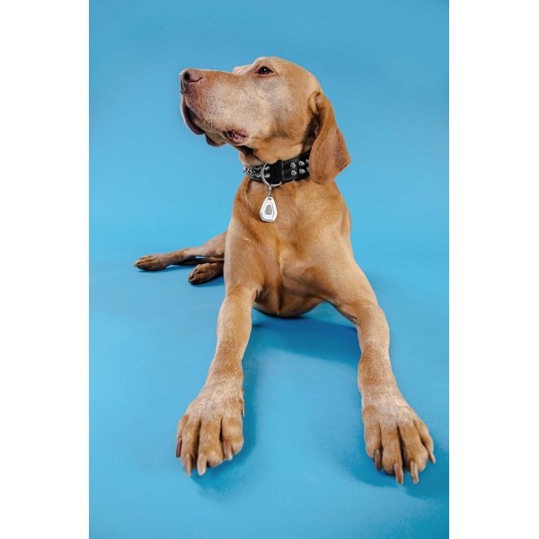 PET OVAL obesek za naravno zaščito živali pred klopi in bolhami. Tehnologija: ultrazvok. Zaščitite vašega psa.